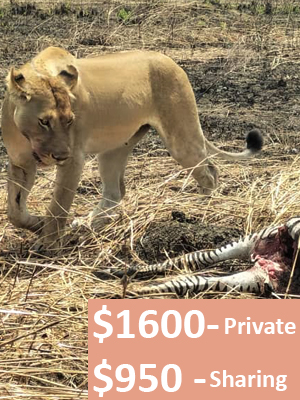 serengeti