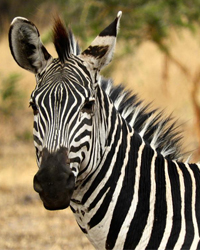 afriholidays_zebra