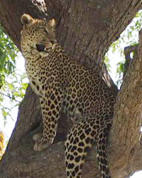 afriholidays_leopard