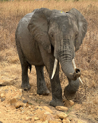 elephant