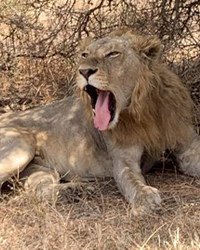 afriholidays_lion